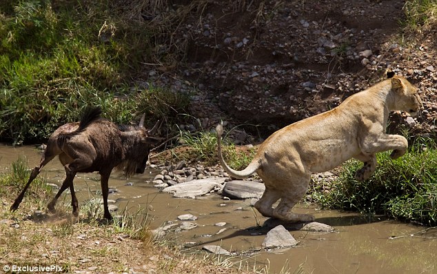 Leopar ve domuz'un kavgası