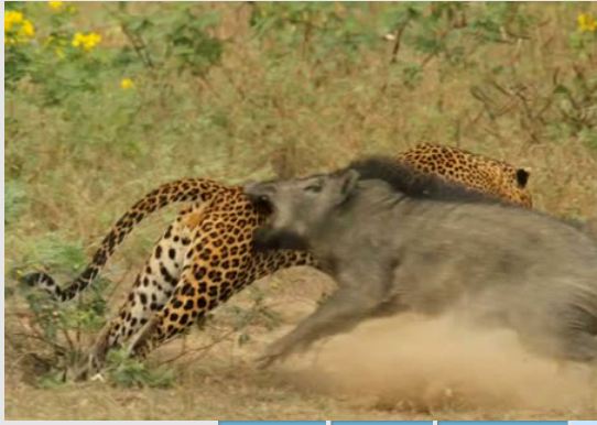 Leopar ve domuz'un kavgası