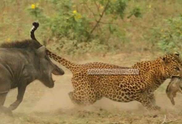 Leopar ve domuz'un kavgası