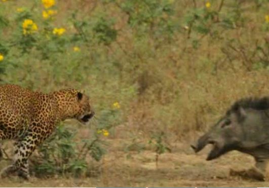 Leopar ve domuz'un kavgası