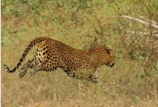 Leopar ve domuz'un kavgası