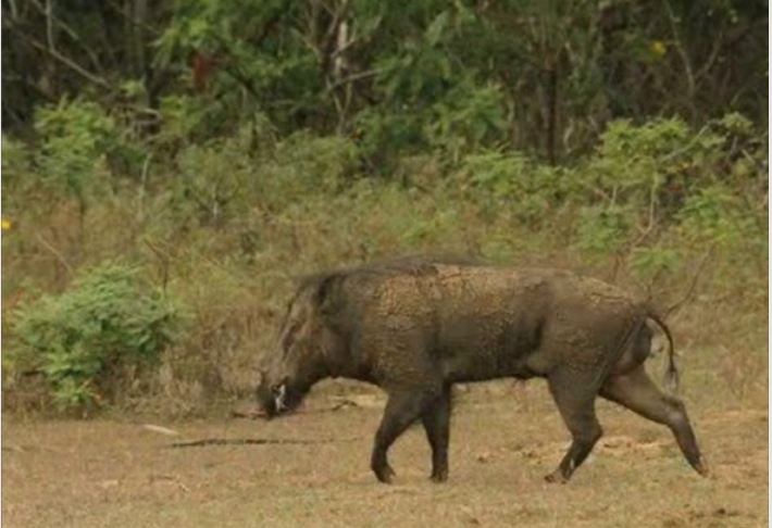 Leopar ve domuz'un kavgası