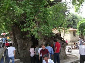 Bu ağaç Hz. Musa'nın asası mı?