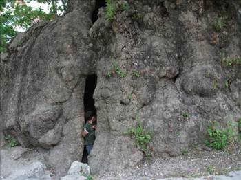 Bu ağaç Hz. Musa'nın asası mı?