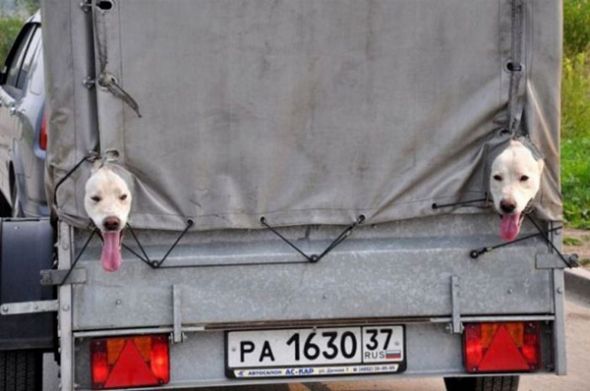 İnternetin fenomen fotoğrafları