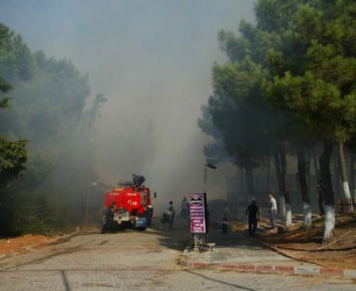 Maltepe de orman yangını