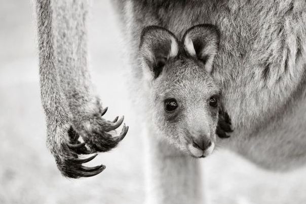 National Geographic 2011 Fotoğrafları