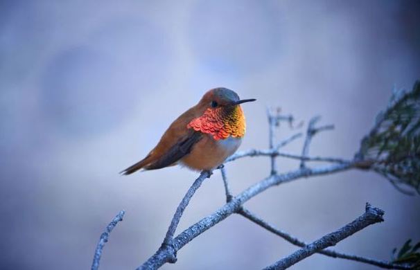 National Geographic 2011 Fotoğrafları