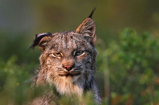 National Geographic 2011 Fotoğrafları