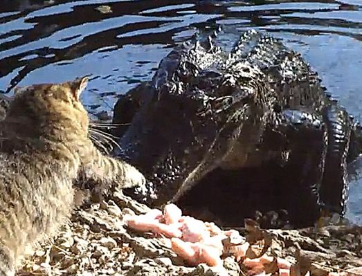 Timsahla dalga geçen kedi