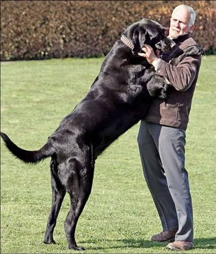 En büyük köpekler