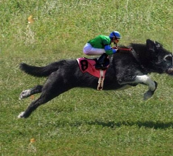 En büyük köpekler