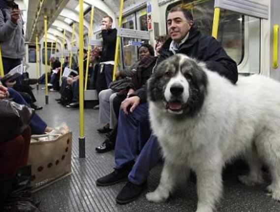 En büyük köpekler