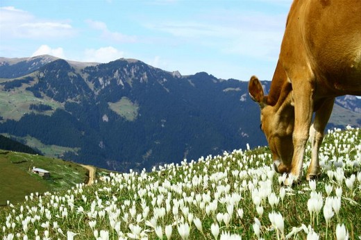 Karadeniz'in muhteşem örgüsü