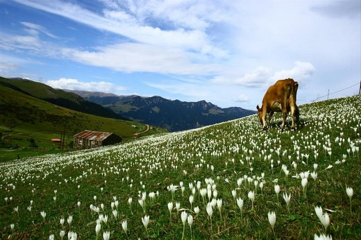 Karadeniz'in muhteşem örgüsü