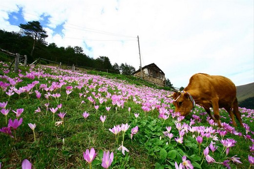 Karadeniz'in muhteşem örgüsü