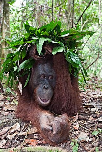 Orangutanlar hakkında çarpıcı iddia!