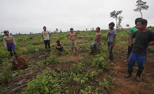 Orangutanlar hakkında çarpıcı iddia!