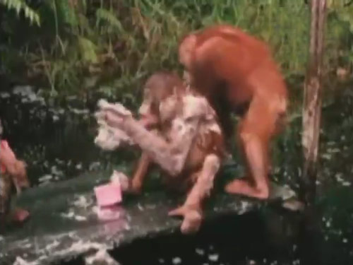 Orangutanlar hakkında çarpıcı iddia!