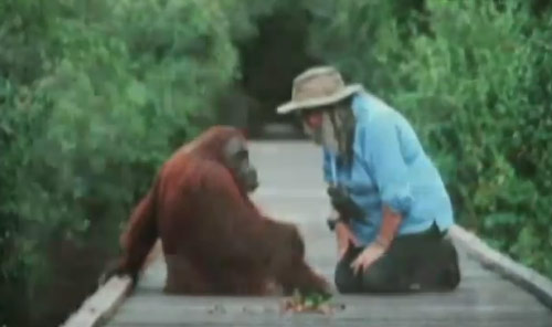 Orangutanlar hakkında çarpıcı iddia!