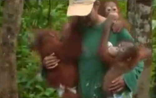 Orangutanlar hakkında çarpıcı iddia!