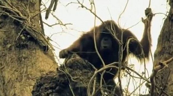 Orangutanlar hakkında çarpıcı iddia!