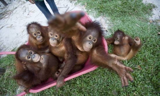 Orangutanlar hakkında çarpıcı iddia!