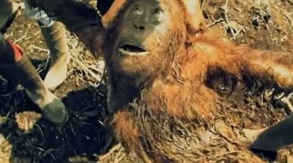 Orangutanlar hakkında çarpıcı iddia!