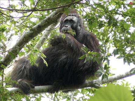 Orangutanlar hakkında çarpıcı iddia!