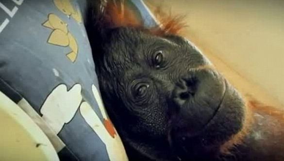 Orangutanlar hakkında çarpıcı iddia!