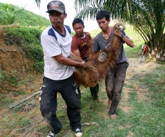 Orangutanlar hakkında çarpıcı iddia!