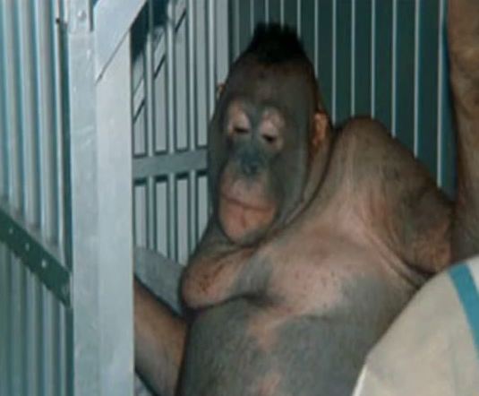 Orangutanlar hakkında çarpıcı iddia!