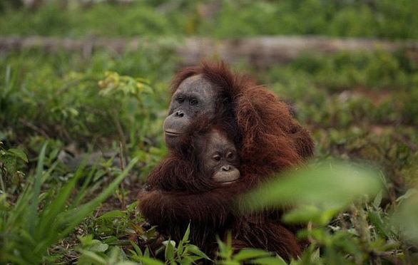 Orangutanlar hakkında çarpıcı iddia!