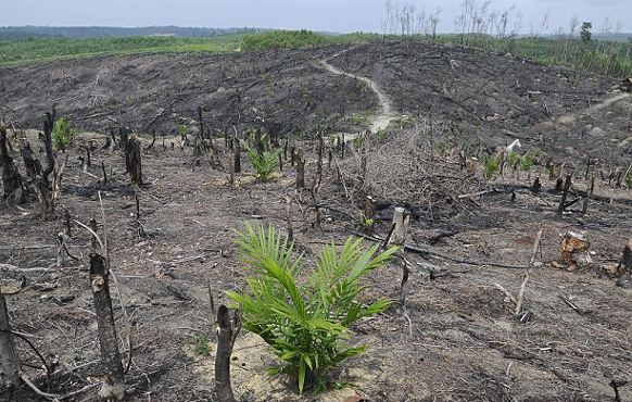 Orangutanlar hakkında çarpıcı iddia!