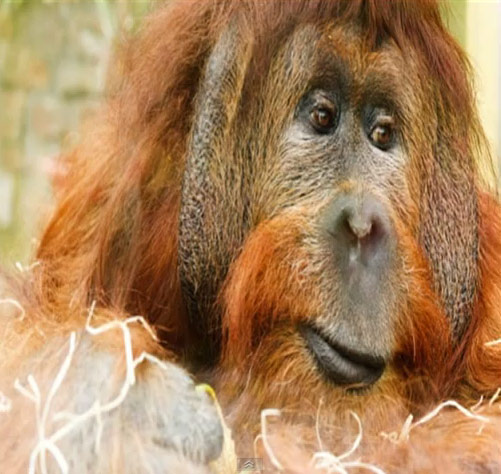 Orangutanlar hakkında çarpıcı iddia!