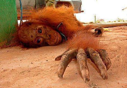 Orangutanlar hakkında çarpıcı iddia!