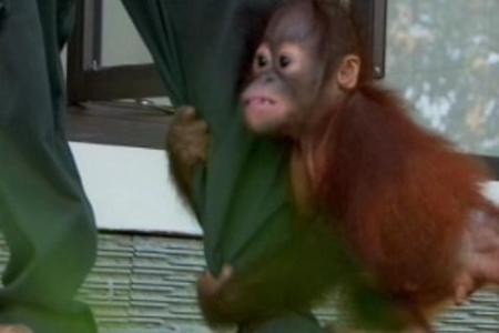 Orangutanlar hakkında çarpıcı iddia!