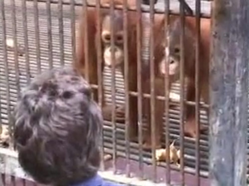 Orangutanlar hakkında çarpıcı iddia!