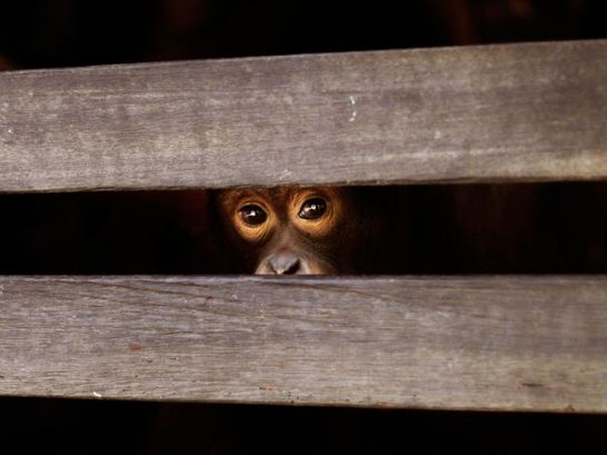 Orangutanlar hakkında çarpıcı iddia!