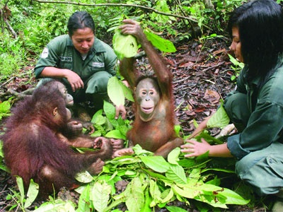 Orangutanlar hakkında çarpıcı iddia!