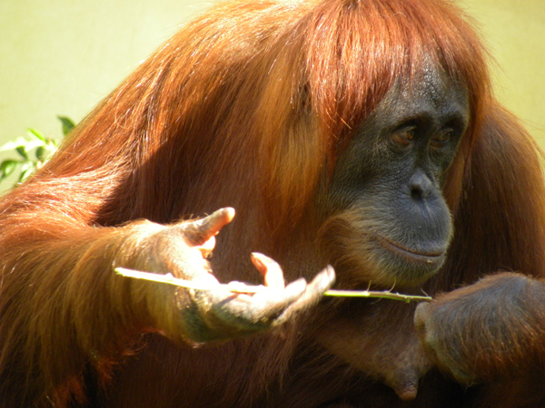 Orangutanlar hakkında çarpıcı iddia!