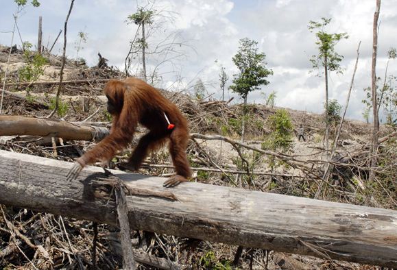 Orangutanlar hakkında çarpıcı iddia!