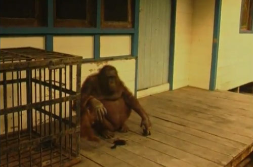 Orangutanlar hakkında çarpıcı iddia!