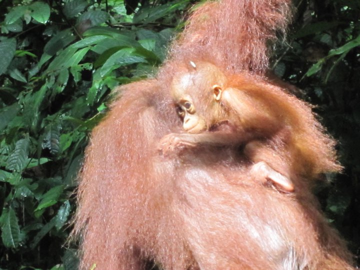 Orangutanlar hakkında çarpıcı iddia!