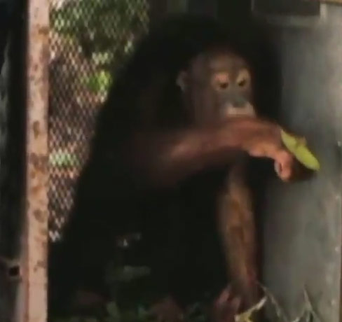 Orangutanlar hakkında çarpıcı iddia!