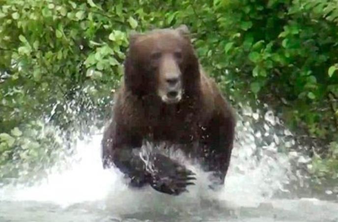 Vahşi hayvanların insanlara saldırısı