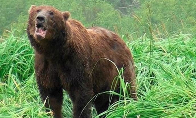 Vahşi hayvanların insanlara saldırısı