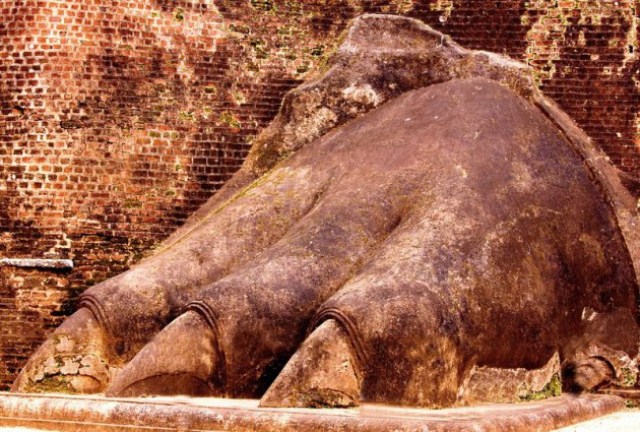 Sri Lanka'nın Aslan Kayası