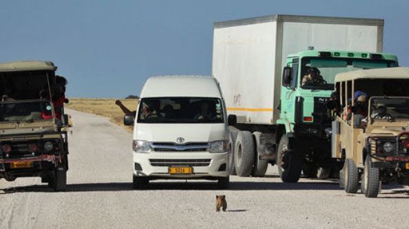 Yavru aslanın arabayla karşılaşması