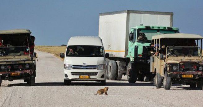 Yavru aslanın arabayla karşılaşması